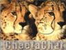 CheetaChat logo